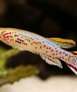 Aphosemion Gardneri Gold (killi gardneri)